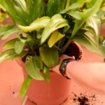 Beginner Gardening Plants (2023)