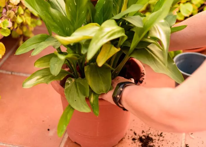 Beginner Gardening Plants