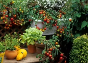 Easiest Vegetables To Grow In Texas