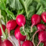 Growing Radishes Indoors (2023)