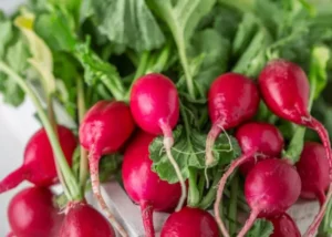 Growing Radishes Indoors
