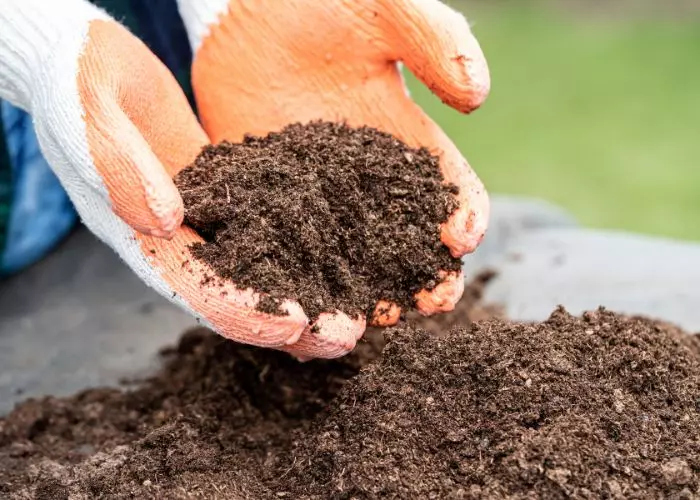 What Vegetables Do Not Like Peat Moss